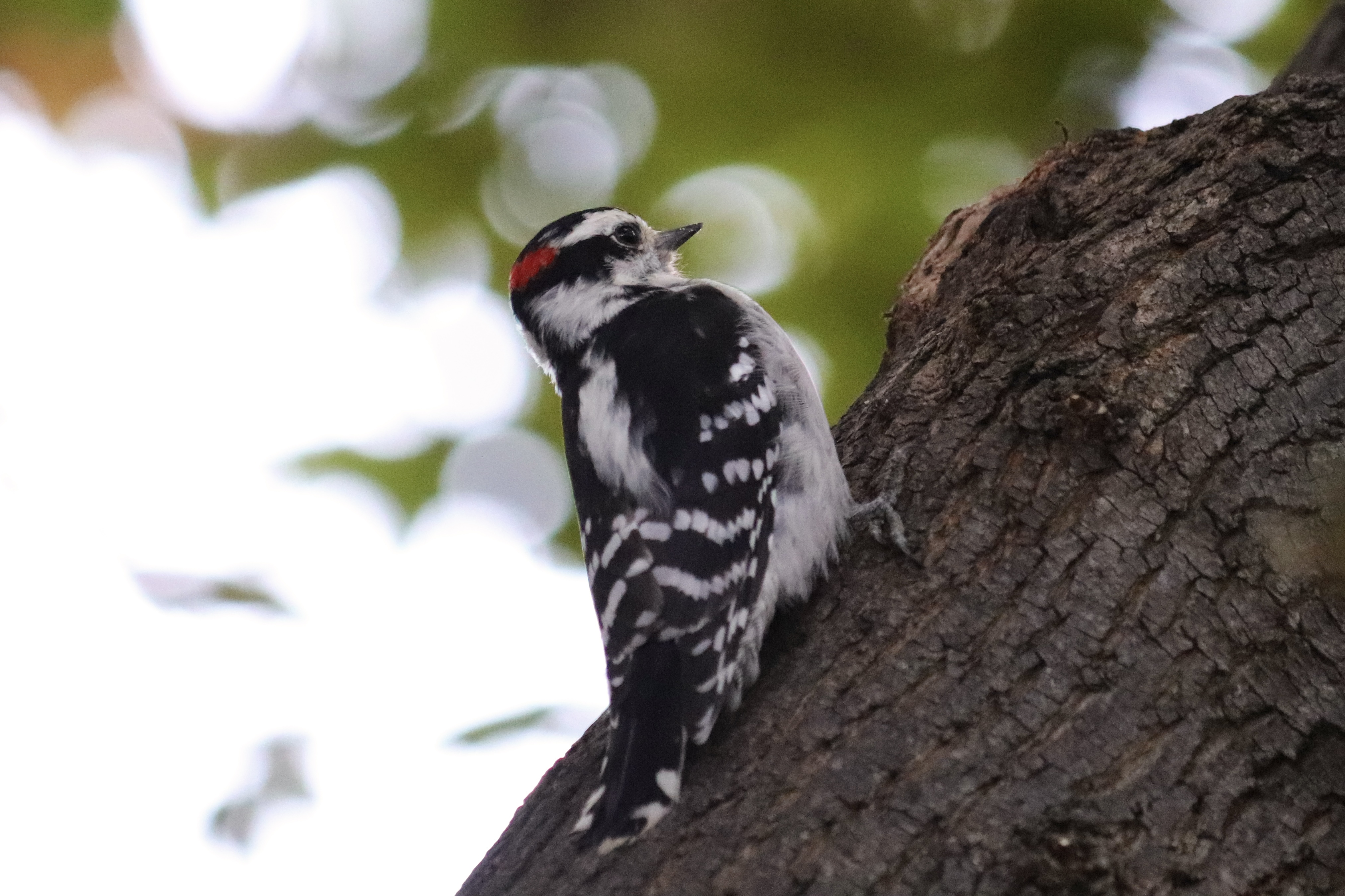 Downy Woodpecker with vivid red crown patch perched upright on textured tree bark with soft bokeh background