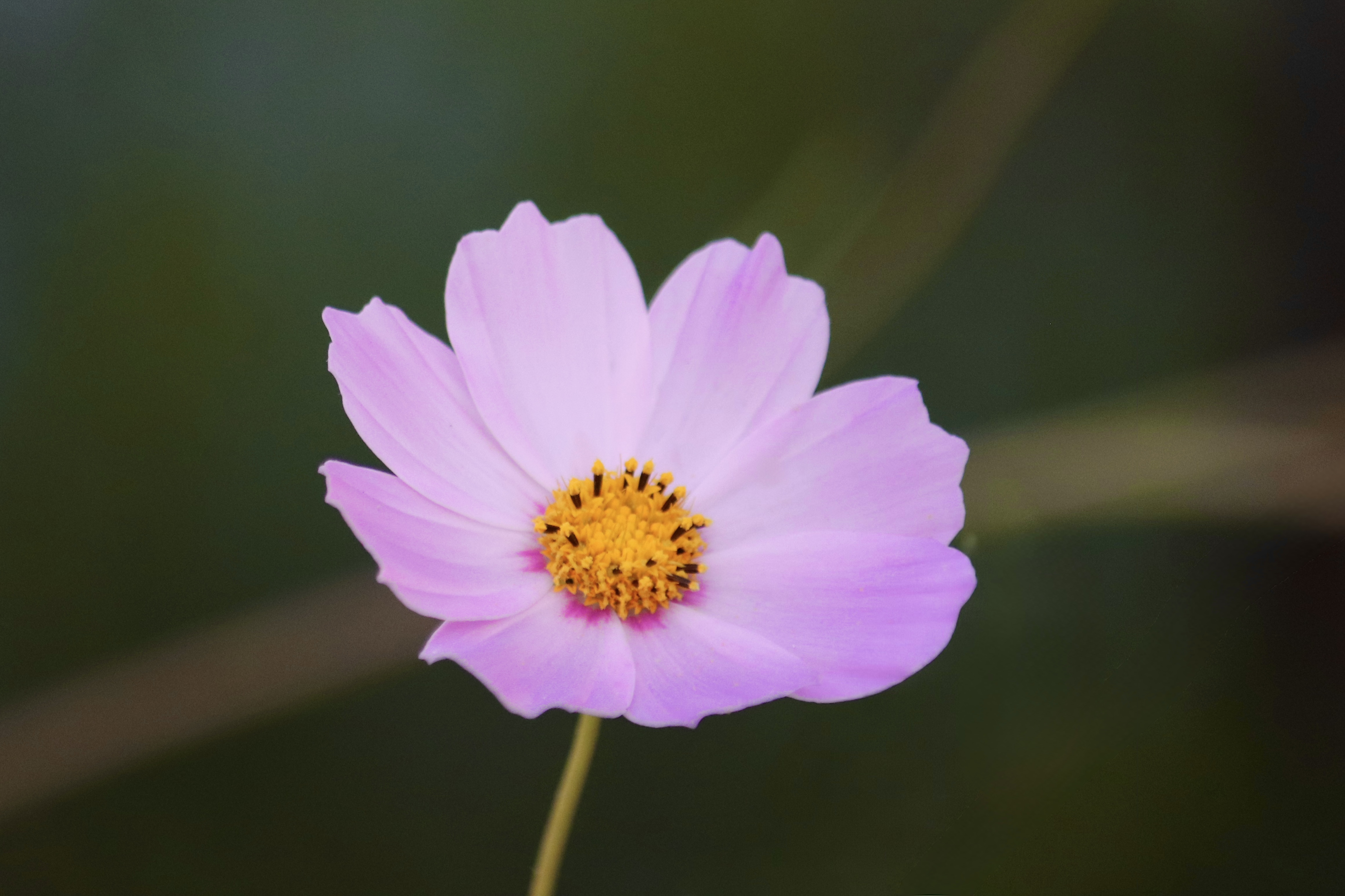 Lavender Cosmos flower in bloom with soft bokeh at Riverwood Conservancy